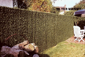 hedge_slats_backyard.gif (47040 bytes)